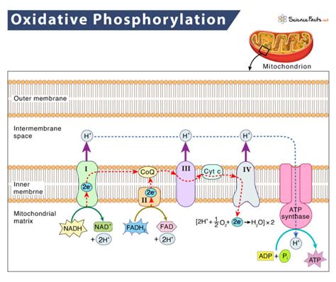 7.11: Oxidative Phosphorylation .